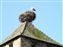 Storks nesting on roof-tops